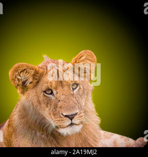 Migliorate digitalmente immagine di una leonessa in erba, fotografato in Masai Mara, Kenya Foto Stock