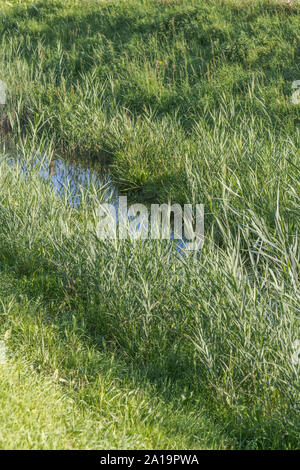Il fosso di drenaggio canale pieno di Reed Comune / Phragmites australis o Phragmites communis. Da non confondere con il giunco / Reedmace - Typha specie. Foto Stock