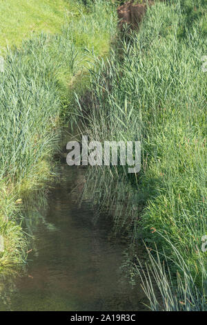 Il fosso di drenaggio canale pieno di Reed Comune / Phragmites australis o Phragmites communis. Da non confondere con il giunco / Reedmace - Typha specie. Foto Stock