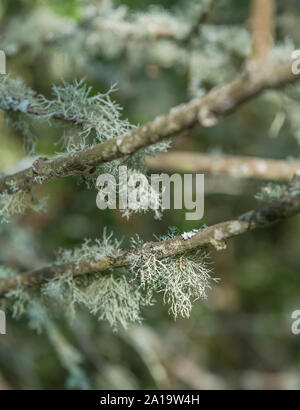 Tallus di lichen verde pallido sul ramo dell'albero - forse Usnea o Parmotrema ma non identificato. Foto Stock