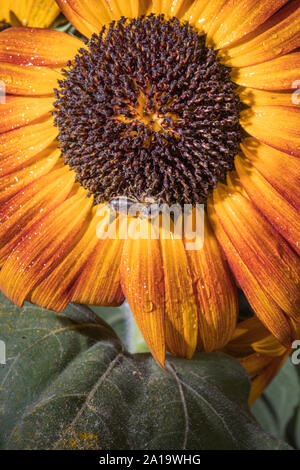 Bee nel girasole. Close-up ape su fiore giallo raccoglie il nettare Foto Stock