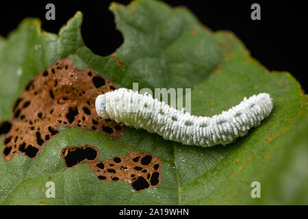 Un esempio di Alder sawfly larva, Eriocampa ovata, su di un albero di ontano foglia. Nord Inghilterra Dorset Regno Unito GB Foto Stock