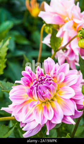 Viola Fiore Dahlia, close-up Foto Stock