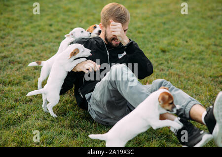 Giovane uomo si siede a prato e gioca con Jack Russell cuccioli. Foto Stock