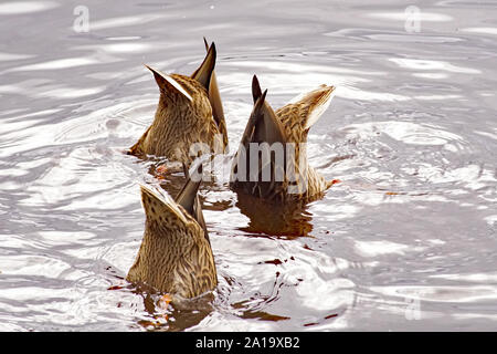 Alimentazione Dunking le anatre domestiche (Anas platyrhynchos) con Butts in aria sul Loch Garten, Nethy Bridge, Cairngorms National Park Foto Stock