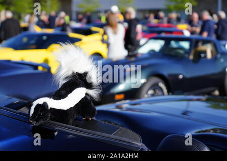 Molti proprietari di Chevrolet Corvette di 1960 al 2010 è venuto fuori a fare un giro in Corvette viaggio intorno al lago di manifestazione itinerante, Fond du Lac, Wisconsin Foto Stock