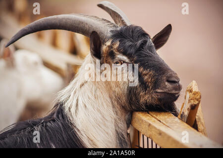 Un ritratto di un dolce, contenti di capra con le corna ricurve e una lunga barba, appoggiando la sua testa sulla recinzione di legno del paddock. Foto Stock