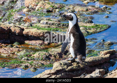 A rischio di estinzione o africani Jackass Penguin (Spheniscus demersus) esce acqua su rocce, punto pietroso Riserva Naturale, Betty's Bay, Western Cape Sud Africa Foto Stock