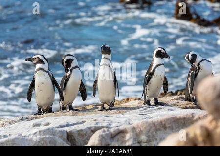 In via di estinzione i Penguins africani (Spheniscus demersus), punto pietroso Riserva Naturale, Betty's Bay, Sud Africa. Adulti emergenti preening mare Foto Stock