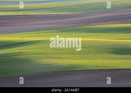 Lone roe in moravian archiviato, Repubblica Ceca Foto Stock