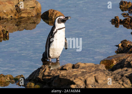 In via di estinzione i Penguins africani (Spheniscus demersus), punto pietroso Riserva Naturale, Betty's Bay, Sud Africa, Adulti mare emergenti al tramonto Foto Stock