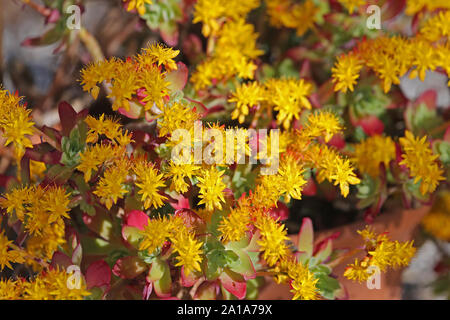 Sedum o stonecrop noto come Palmer di latino di sedum sedum palmeri famiglia Piante succulente | Dicotiledoni un succulento pianta originaria del Messico Foto Stock