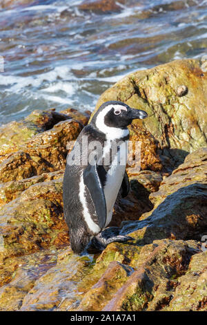 In via di estinzione i Penguins africani (Spheniscus demersus), punto pietroso Riserva Naturale, Betty's Bay, Sud Africa. Adulto di uscire dal mare su rocce Foto Stock