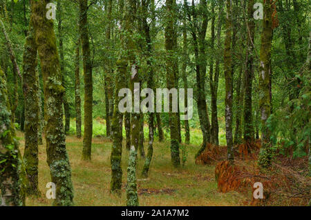 Sfondo di foresta catturati nella Serra da Gardunha. Sao Pedro do Sul - Portogallo Foto Stock