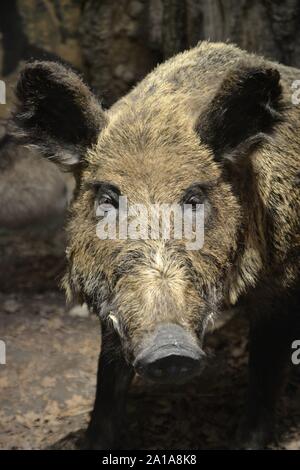 Un cinghiale in stile vittoriano di Storia Naturale Galleria Museo di Ipswich, Ipswich, Suffolk, Regno Unito. Foto Stock