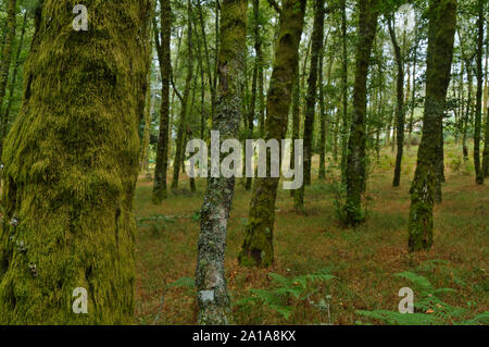 Sfondo di foresta catturati nella Serra da Gardunha. Sao Pedro do Sul - Portogallo Foto Stock