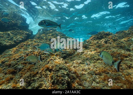 Pesce e rock sott'acqua nel mare Mediterraneo, Francia Foto Stock