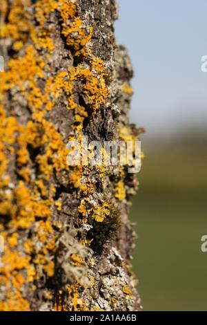 Lichene giallo su un tronco di albero, in e fuori della messa a fuoco Foto Stock