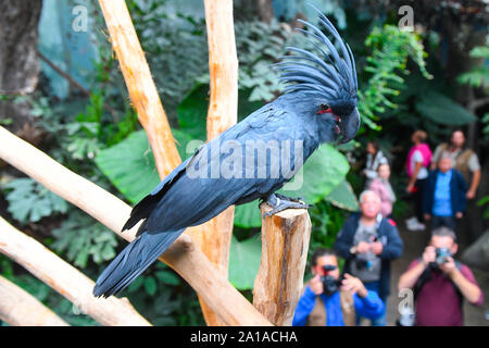 Praga, Repubblica Ceca. Xxv Sep, 2019. Un palm cacatua (Probosciger aterrimus), anche golia cacatua o nero grande cacatua, è visto in zoo di Praga, nella Repubblica ceca il 25 settembre 2019. Credito: Michal Kamaryt/CTK foto/Alamy Live News Foto Stock