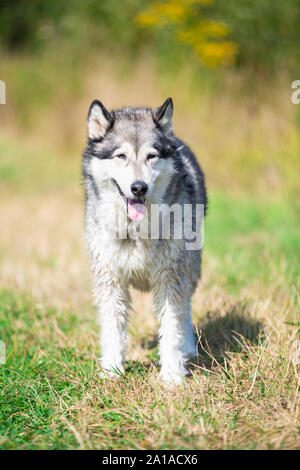 Ritratto di bello cane Razza Alaskan Malamute Foto Stock