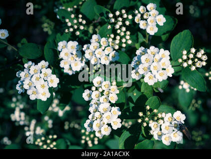 Blooming Spiraea vanhouttei. La natura dello sfondo con fiori di colore bianco sulla boccola Foto Stock