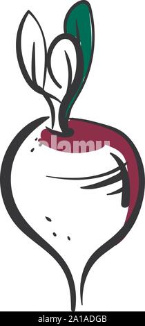 Disegnare la barbabietola, illustrazione, vettore su sfondo bianco. Illustrazione Vettoriale