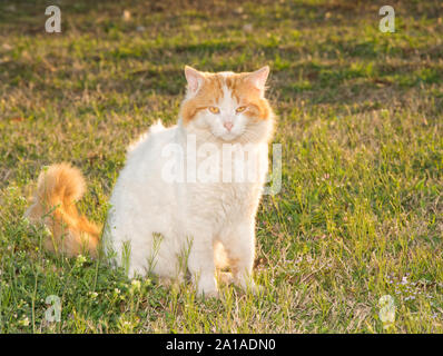 Bianco e lo zenzero harlequin modellato dai capelli lunghi gatto randagio retro illuminato da tarda sera sun Foto Stock