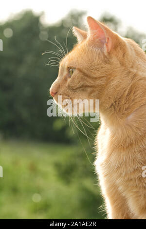 Profilo di un bel colore arancione tabby cat contro estate sfondo, retro illuminato da Sun Foto Stock