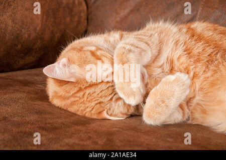 Orange tabby cat prendendo un NAP, che copre con la sua zampata oltre i suoi occhi Foto Stock