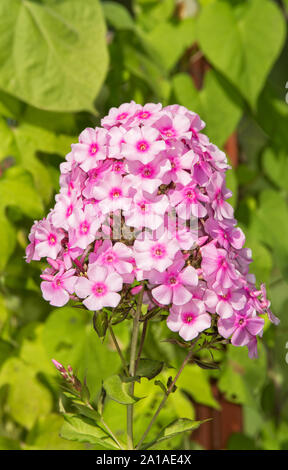 Di un bel colore rosa Phlox fiori nel giardino estivo Foto Stock