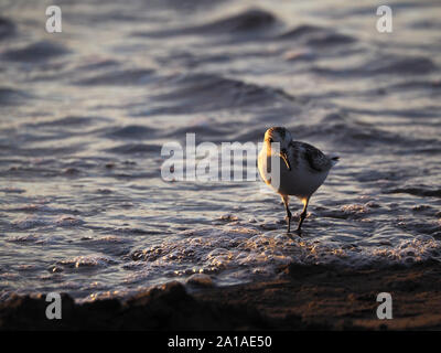 Sanderling Calidris alba Foto Stock