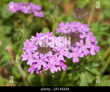 Viola la Verbena Prairie che fiorisce in primavera Foto Stock