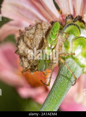 Femmina viridans Peucetia, Verde Lynx Spider seduta in cima del suo uovo sac, proteggendolo, sul lato inferiore di un rosa Zinnia fiore Foto Stock