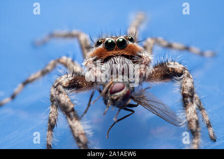 Primo piano di un maschio di Tan Jumping Spider, Platycryptus undatus, mangiare a volare su sfondo blu Foto Stock