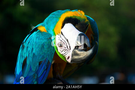 Macaw Headshot con sfondi sfocati Foto Stock