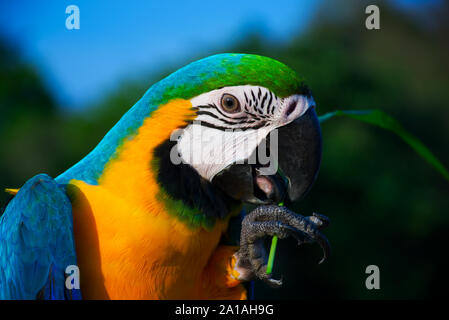 Macaw Headshot con sfondi sfocati Foto Stock