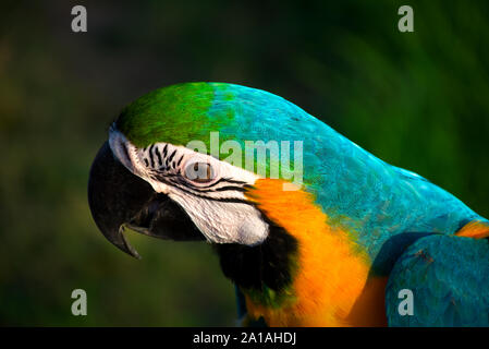 Macaw Headshot con sfondi sfocati Foto Stock