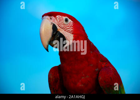 Macaw Headshot con sfondi sfocati Foto Stock