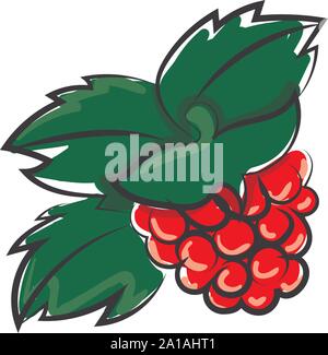 Lamponi, illustrazione, vettore su sfondo bianco. Illustrazione Vettoriale