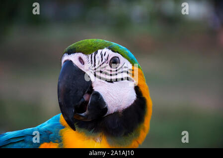 Macaw Headshot con sfondi sfocati Foto Stock