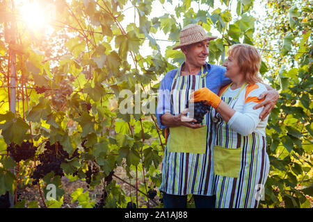 L'uva raccolta. Paio di contadini raccolgono la vendemmia delle uve in azienda. Felice senior l uomo e la donna controllo uva Foto Stock