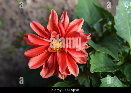 L'avvizzimento fiore rosso su una boccola in giardino Foto Stock
