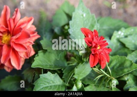 L'avvizzimento fiore rosso su una boccola in giardino Foto Stock