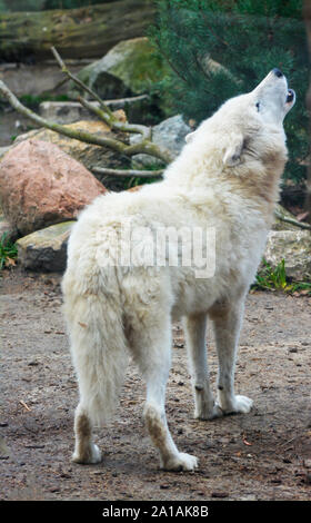 Un lupo bianco chiamate ululati nella foresta Foto Stock