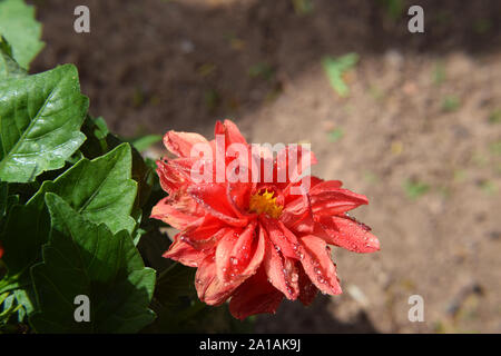 L'avvizzimento fiore rosso su una boccola in giardino Foto Stock