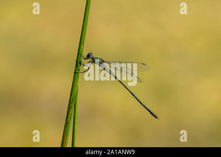 Damselfly smeraldo (Lestes sponsa) tenuta su di una foglia verde stelo Foto Stock
