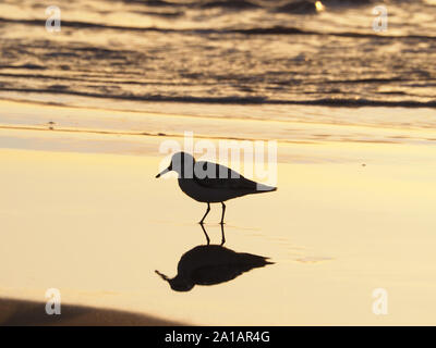 Sanderling Calidris alba Foto Stock