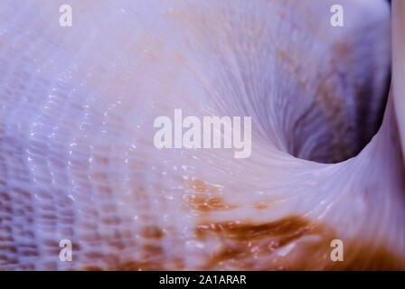 Frammento di una grande conchiglia oceanica texture astratta di un blu arancione con foro scuro Foto Stock