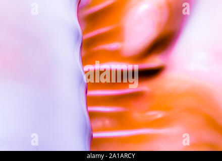 Frammento di una grande conchiglia oceanica texture astratta orange violet macro closeup Foto Stock