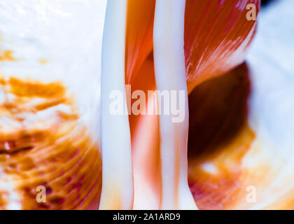 Frammento di una grande conchiglia oceanica astratto arancione di tessitura macro closeup Foto Stock